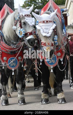 Horse portrait at octoberfest, Oktoberfest, pair of cart brewery horses , cold-blooded horses, carriage horses with decorative bridle. Stock Photo