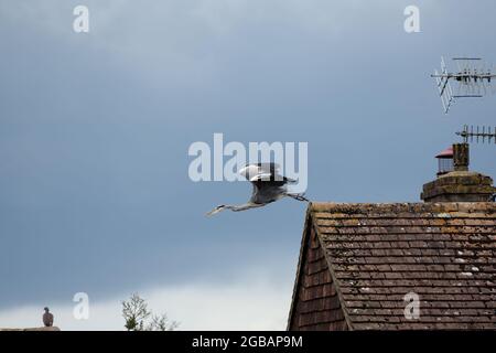 Grey Heron taking off from the foof of a house against a brooding sky Stock Photo