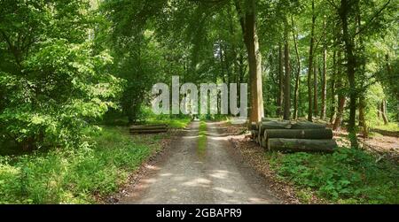 Road in a forest with logs aside. Stock Photo