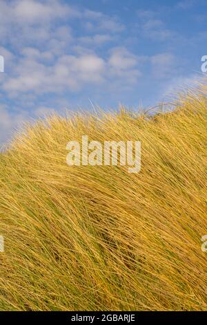 Marram Glass on a beach at Abererch  north Wales Stock Photo