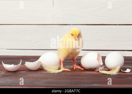 Small yellow chicks and egg shells Stock Photo
