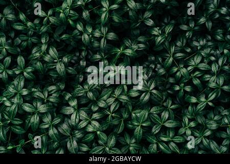 Abstract Black Ornamental Grass Leaves Texture Background Stock Photo ...