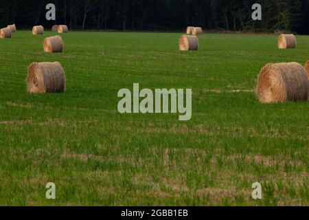 Round bales of straw are scattered in a large field framed by trees. Stock Photo
