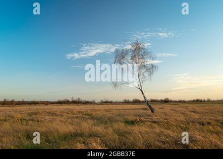 Lonely birch in a meadow and the blue sky Stock Photo
