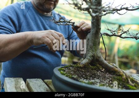 Midsection of caucasian male gardener taking care of bonsai tree at garden centre Stock Photo