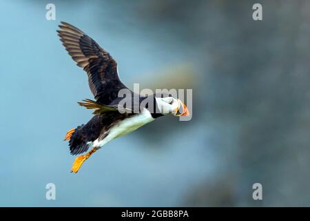 Common Atlantic Puffin  (Fratercula artica) bird in flight with a blue sky and copy space, a migrating bird that can be found flying on Skomer Island Stock Photo