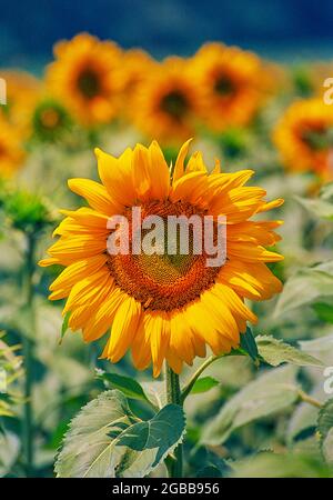 Sonnenblumen blühen auf einem Feld bei Lasserre in Haute-Garonne Stock Photo