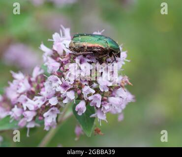 CETONIA AURATA Rose chafer on plant flower of Oregano Stock Photo