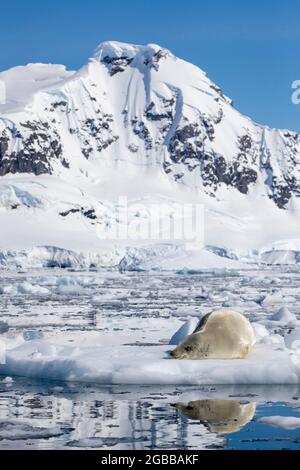 An adult crabeater seal (Lobodon carcinophaga), hauled out on the ice in Paradise Bay, Antarctica, Polar Regions Stock Photo