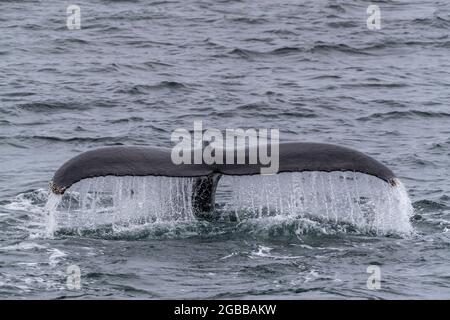 An adult humpback whale (Megaptera novaeangliae), flukes-up dive in Dallmann Bay, Antarctica, Polar Regions Stock Photo