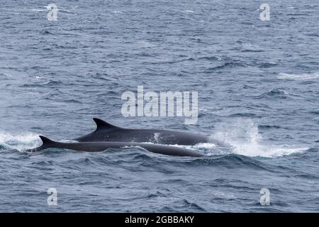 A pair of adult fin whales (Balaenoptera physalus), surfacing off Point Wild, Elephant Island, Antarctica, Polar Regions Stock Photo