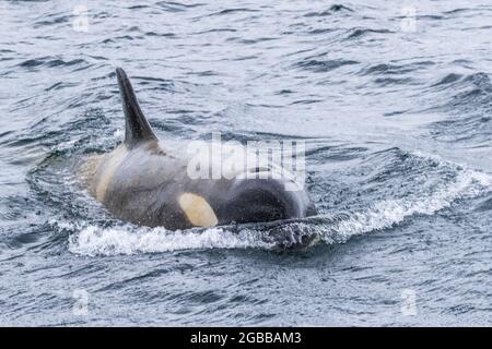 Ecotype Big B killer whale (Orcinus orca), surfacing in the Lemaire Channel, Antarctica, Polar Regions Stock Photo