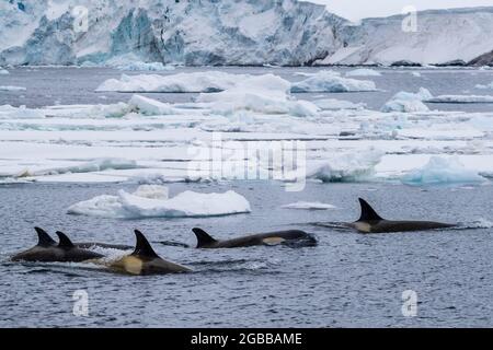 Ecotype Big B Killer Whales (Orcinus Orca), Surfacing In The Lemaire ...