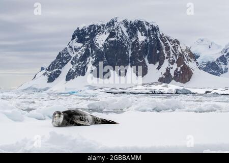 An adult leopard seal (Hydrurga leptonyx), hauled out on an ice floe at Booth Island, Antarctica, Polar Regions Stock Photo