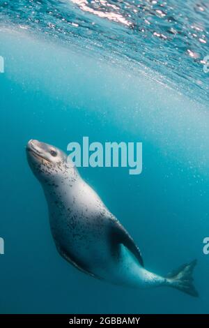 leopard seal Hydrurga leptonyx adult killing and eating penguin in sea ...