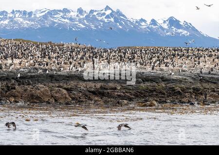 Imperial shag (Leucocarbo atriceps), breeding colony on small offshore islets near Ushuaia, Argentina, South America Stock Photo