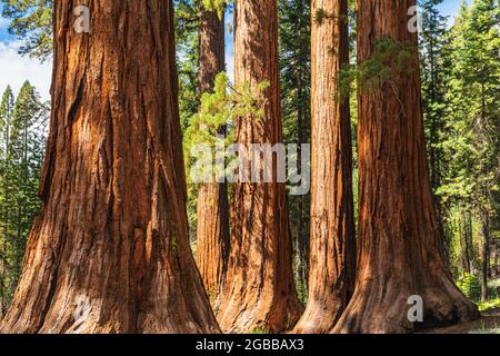 Giant Sequoia, Mariposa Grove, Yosemite National Park, UNESCO World Heritage Site, California, United States of America, North America Stock Photo