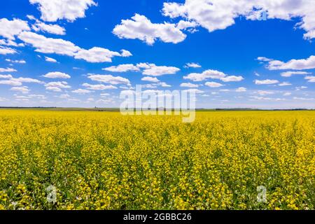 Rolling field of yellow flowers under a blue sky and fluffy clouds, North Dakota, United States of America, North America Stock Photo