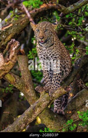 A Leopard (Panthera pardus) sitting in a tree in the Maasai Mara National Reserve, Kenya, East Africa, Africa Stock Photo