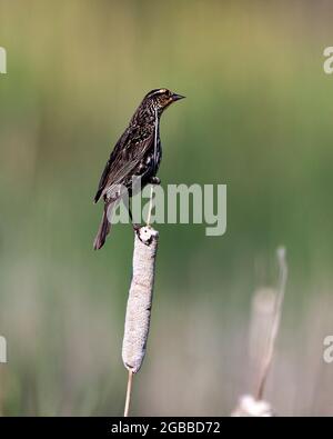 Red Winged Black Bird female perched on a cattail with blur background in its environment and habitat surrounding. Image. Picture. Portrait. Photo. Stock Photo