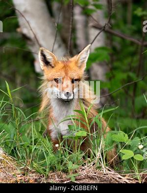 Red fox head shot close-up profile view looking at camera with a blur forest and birch trees background and enjoying its environment and habitat. Fox Stock Photo