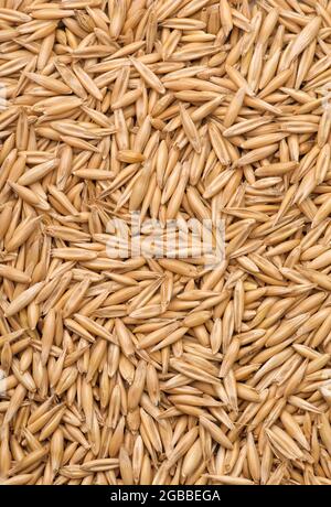 Top view of whole oat grains background Stock Photo