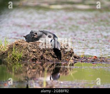 Loon nesting and protecting brood eggs  in its environment and habitat with a blur water background. Loon Nest Image. Loon Brood Eggs. Loon on Lake. Stock Photo