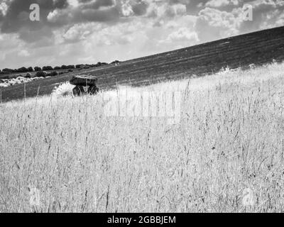 The Devil's Den near Marlborough in Wiltshire, shot in infrared. Stock Photo