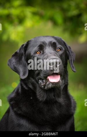 Black Labrador Retriever Stock Photo