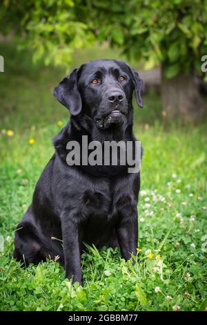 Black Labrador Retriever Stock Photo