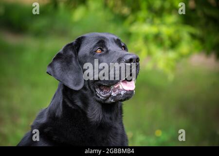 Black Labrador Retriever Stock Photo