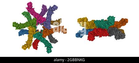 Helicobacter pylori Vacuolating Cytotoxin A Oligomeric Assembly 2a. 3D Gaussian surface model in two purpendicular projections, chain id color scheme Stock Photo