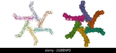 Helicobacter pylori Vacuolating Cytotoxin A Oligomeric Assembly 1, 3D cartoon and Gaussian surface models, chain id color scheme, based on PDB 6nyf Stock Photo