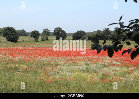 Theobalds Park, Waltham Cross, proposed new Sunset Film Studios site in Hertfordshire Stock Photo