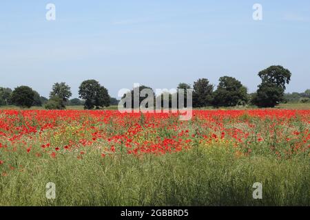 Theobalds Park, Waltham Cross, proposed new Sunset Film Studios site in Hertfordshire Stock Photo