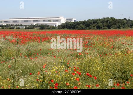 Theobalds Park, Waltham Cross, proposed new Sunset Film Studios site in Hertfordshire Stock Photo