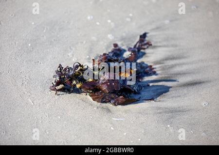 Seaweed washed up on the beach Stock Photo