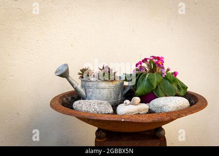 Closeup of a pot with small plants, watering can, small pebbles Stock Photo