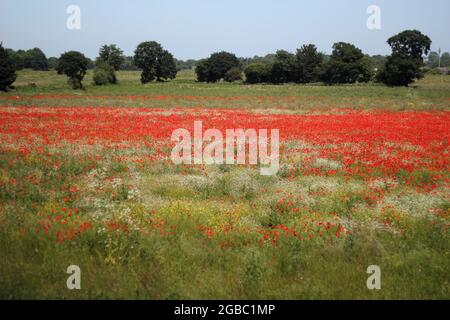 Theobalds Park (shallow depth of field), Waltham Cross, proposed new Sunset Film Studios site in Hertfordshire Stock Photo