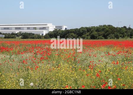 Theobalds Park, Waltham Cross, proposed new Sunset Film Studios site in Hertfordshire Stock Photo