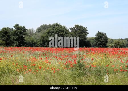 Theobalds Park, Waltham Cross, proposed new Sunset Film Studios site in Hertfordshire Stock Photo