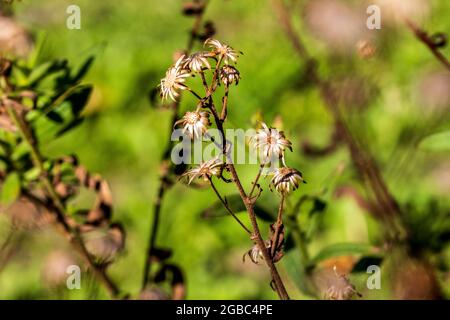 Dittrichia viscosa, Woody Fleabane Plant Going to Seed Stock Photo