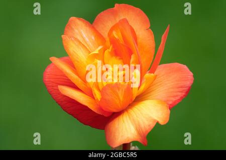 Beauty Begonia flower. Summer annual. Detail of colorful petals in orange red- yellow. Blurred natural green background. Stock Photo