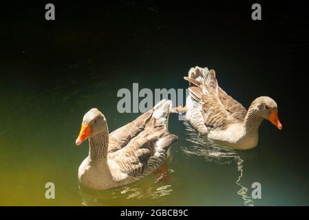 Two geese swimming in the sunlit water - Portugal, Sintra, Park of Pena Palace Stock Photo