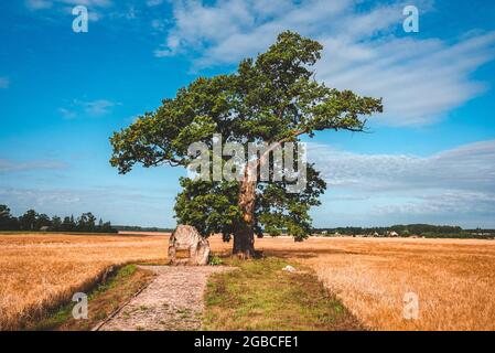 Lonely green oak tree in the field. Middle of nowhere. Stock Photo