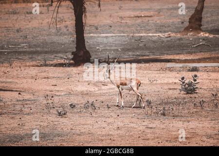 Deer walking on ground at Zoo Stock Photo
