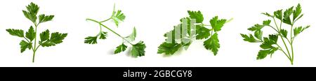 Fresh vegetarian herbs, fragrant parsley with vitamins, set of photo twigs isolated on white background Stock Photo