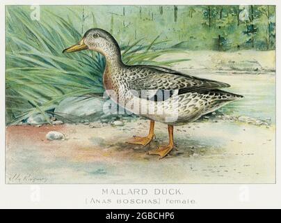 Mallard Duck (Anas Boschas) Female illustrated by J.L. Ridgway (1859–1947) and W.B. Gillette (1864–1937) from Game Birds and Fishes of North America. Stock Photo