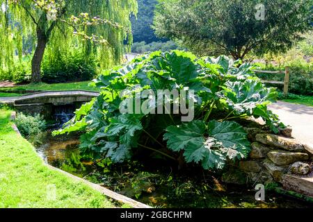 Large Gunera Gunnera manicata or giant rhubarb plant along side a stream in the grounds of Leeds castle Kent UK Stock Photo