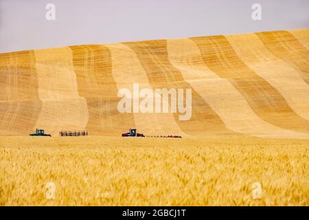 distant view of combine harvesters in partially harvested fields, near Pullman, Washington State, USA Stock Photo